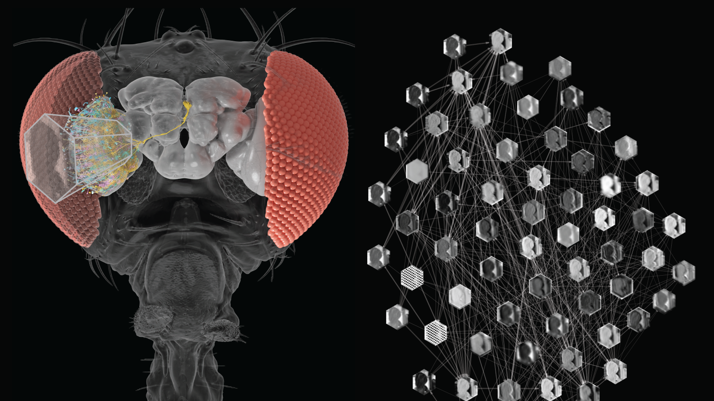 AI models mimic fruit fly brains : Shots